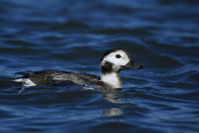 long_tailed_duck