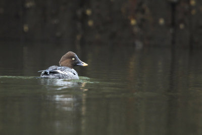 common_goldeneye