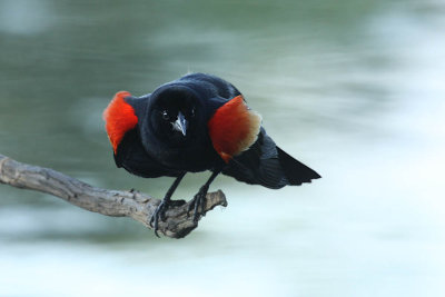 red-winged_blackbird