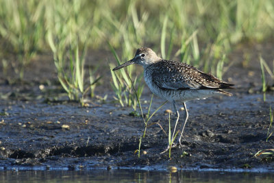 willet