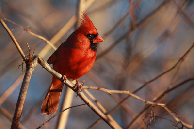 northern_cardinal