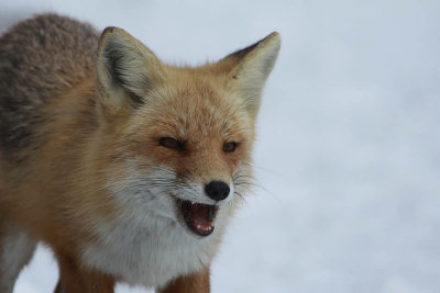 fox