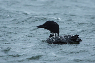 loon