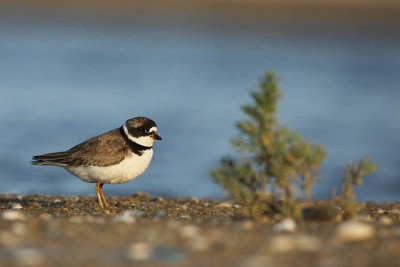 semipalmated_plover