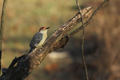 red-bellied_woodpecker