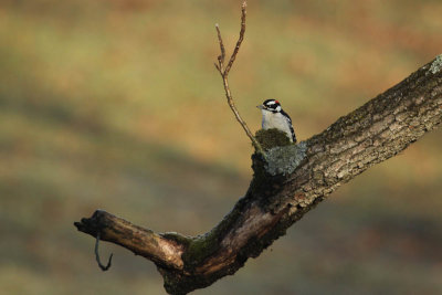 downy_woodpecker