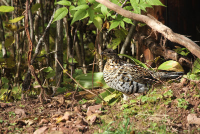 ruffed_grouse