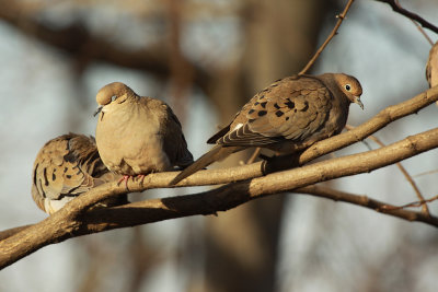 pigeons__doves