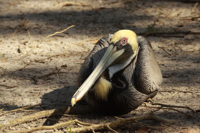 brown_pelican_