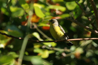 Magnolia Warbler
