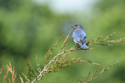 Eastern Bluebird