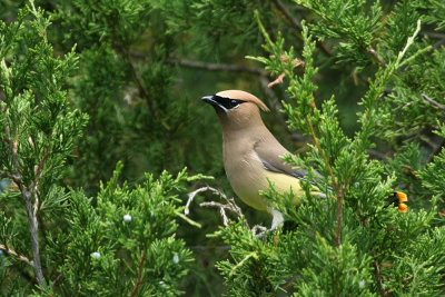 Cedar Waxwing