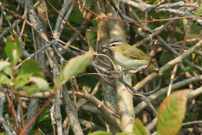 Red-eyed Vireo