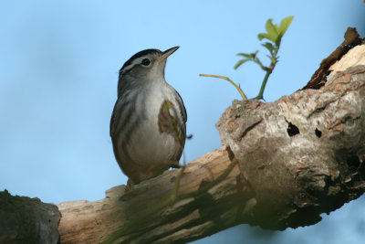 Black-and-white Warbler