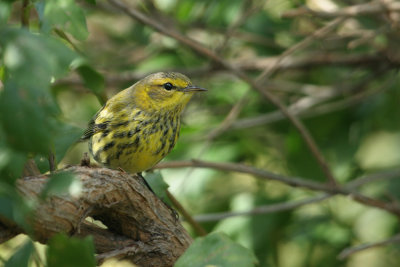 Cape May Warbler @