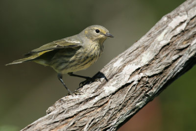 Cape May Warbler