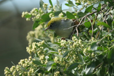 Chestnut-sided Warbler