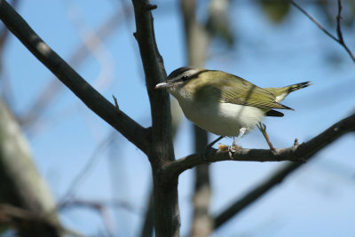 Red-eyed Vireo