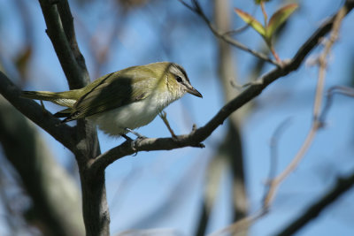 Red-eyed Vireo