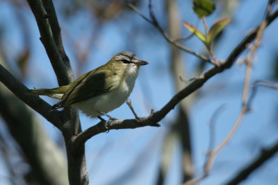 Red-eyed Vireo