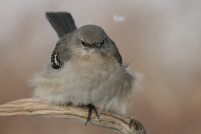 Northern Mockingbird