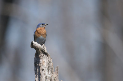 Eastern Bluebird
