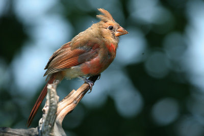 Immature Northern Cardinal