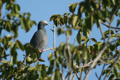 White-crowned Pigeon (FL)