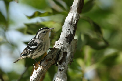 Black and white Warbler(fl)