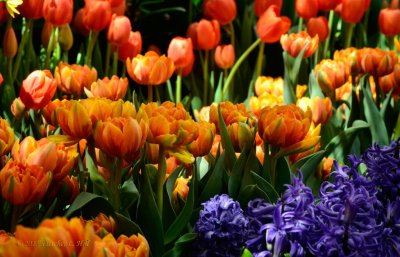 Tulips at Bellagio Spring Display