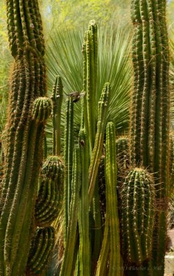 Cacti at the Springs Preserve