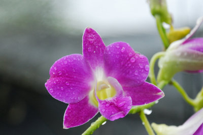 Orchide genre Dendrobium