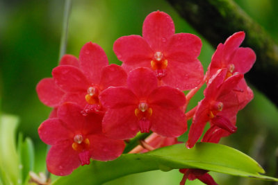 Orchide genre Vanda