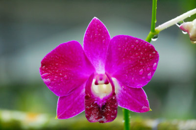 Orchide genre Dendrobium