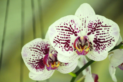 Orchide genre Phalaenopsis
