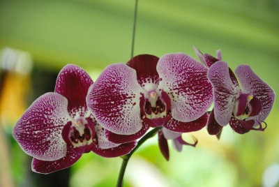 Orchide genre Phalaenopsis