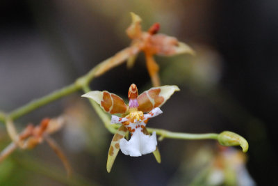 Orchide genre Cyrtochiloides