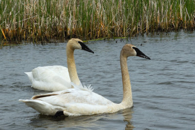 DSC_7455.jpg