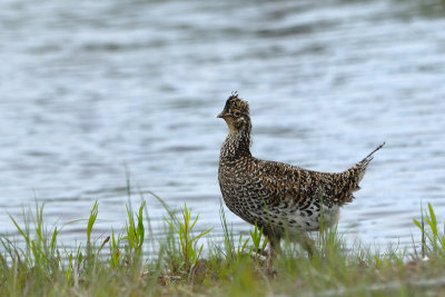 DSC_7491.jpg