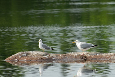 DSC_7535.jpg