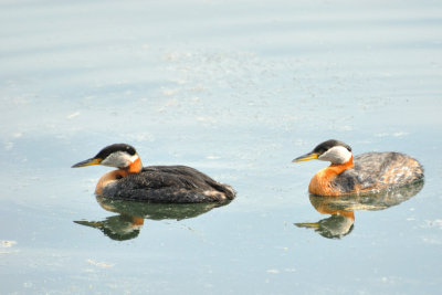 DSC_7575.jpg