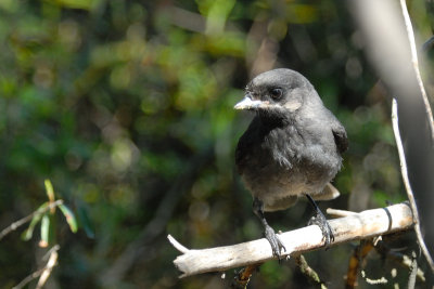DSC_7829.jpg
