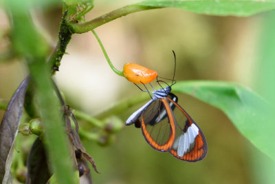 Les insectes et animaux