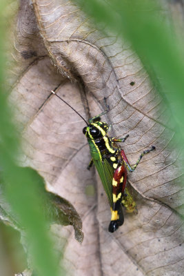 Les insectes et animaux