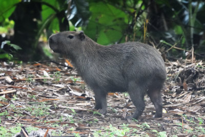 Petit Capybara, hydrochoerus isthmius