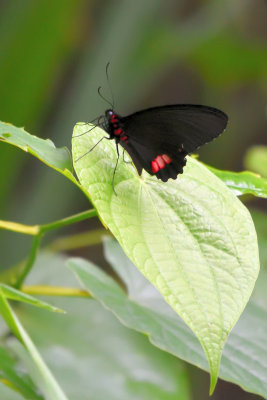 Papillon genre Papilioninae