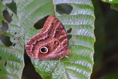 Papillon morpho, caligo telamonius