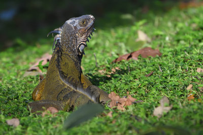Iguane vert, Iguana iguana