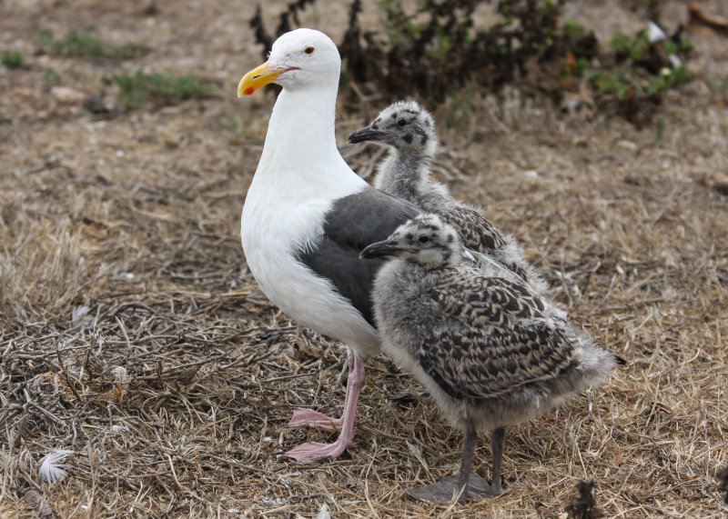 A Seagull and her chicks in Channel Islands National Park
