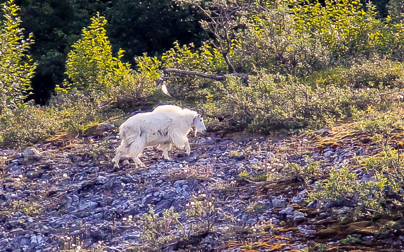 A mountain goat on the cliffs along the bay in Glacier Bay National Park